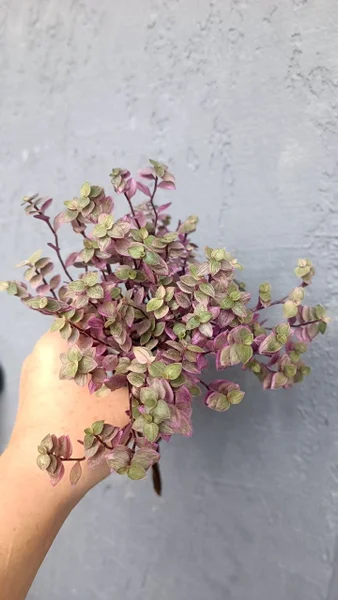Каллизия вариегатная розовая (минитрадесканция) — pot