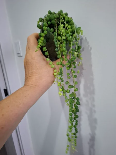 Шеффлера — pot, shower curtain, broccoli