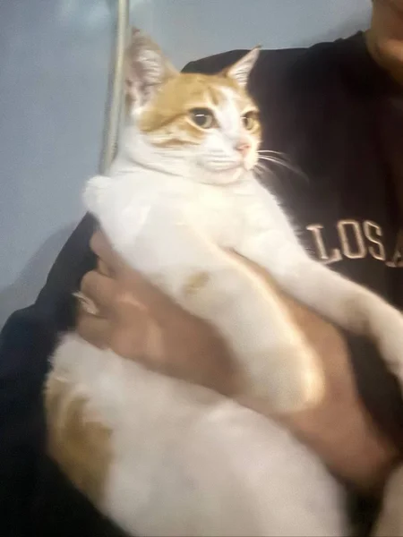 Кошечка ищет дом — Egyptian cat, tabby