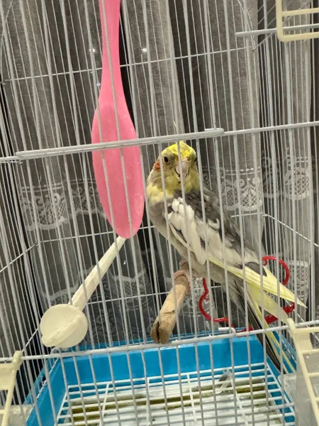 Волнистый попугай с клеткой и всем необходимым — cock, shopping cart
