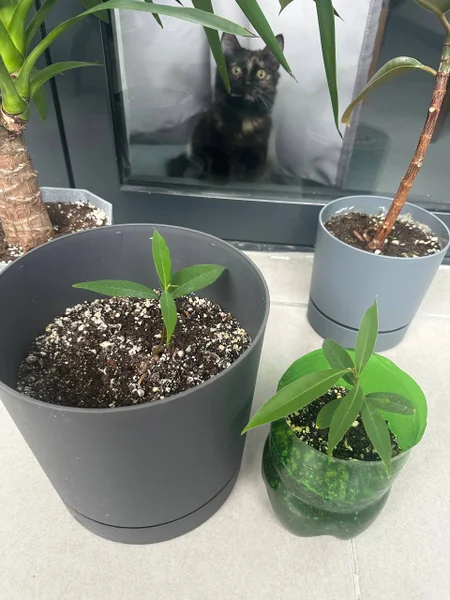 Дубы из бот сада, 2 шт — pot
