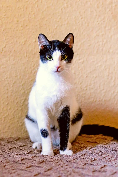 Кот Ирис в добрые руки — Egyptian cat, Siamese cat