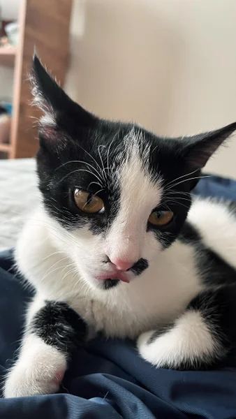 Котенок Шуфутинский младший — Egyptian cat