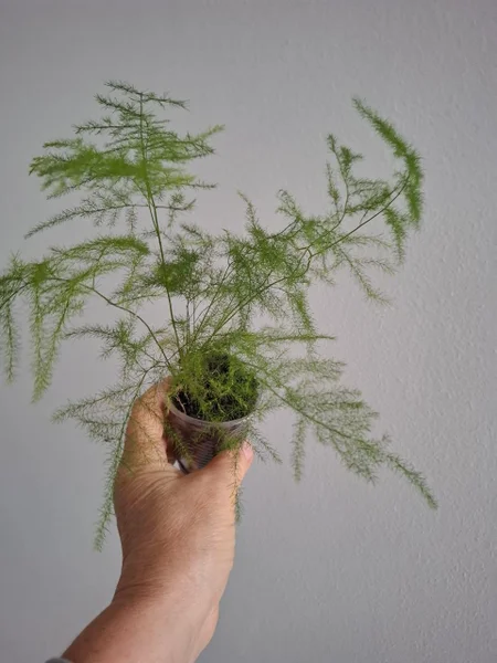 Монстера — pot