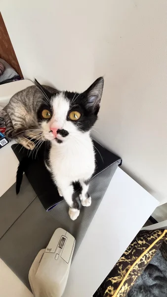 Котёнок Шуфутинский Jr — Egyptian cat