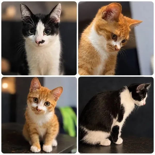 Котенок в добрые руки — Egyptian cat