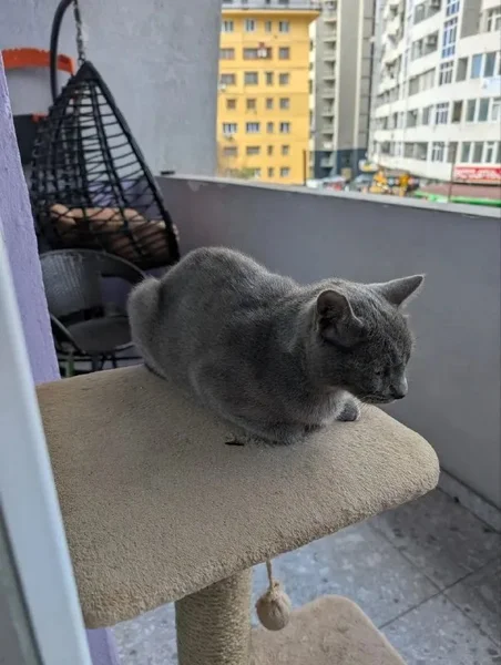 Породистая кошечка — Egyptian cat