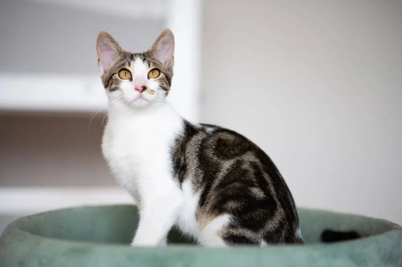Котенок бенгальской породы — Egyptian cat, tiger cat, tabby