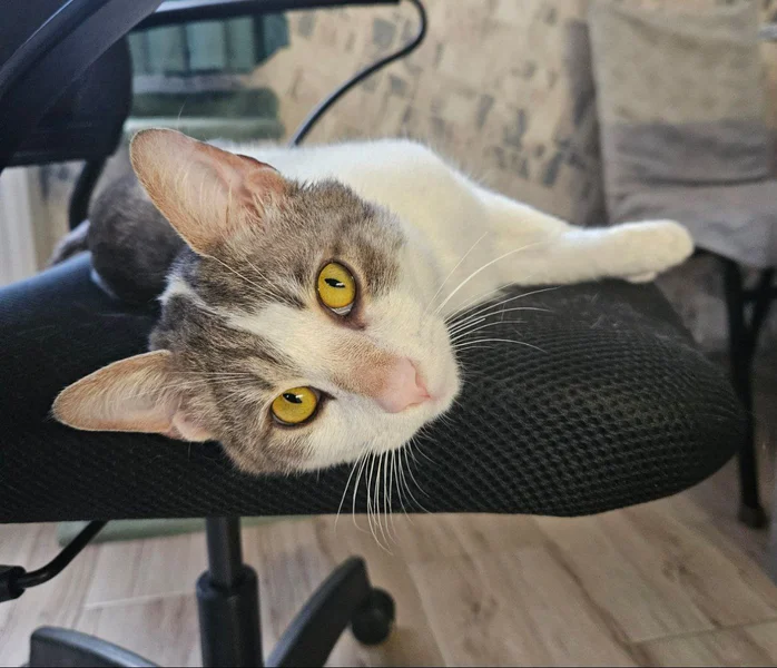 Кот Гудини — tiger cat, Egyptian cat