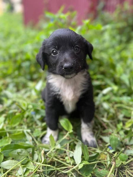 Щенок девочка в добрые руки — flat-coated retriever, Border collie