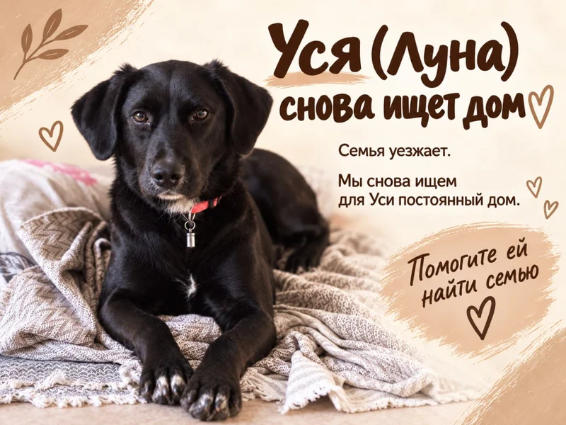 Собака Уся (Лабрадор ретривер) — Labrador retriever, flat-coated retriever