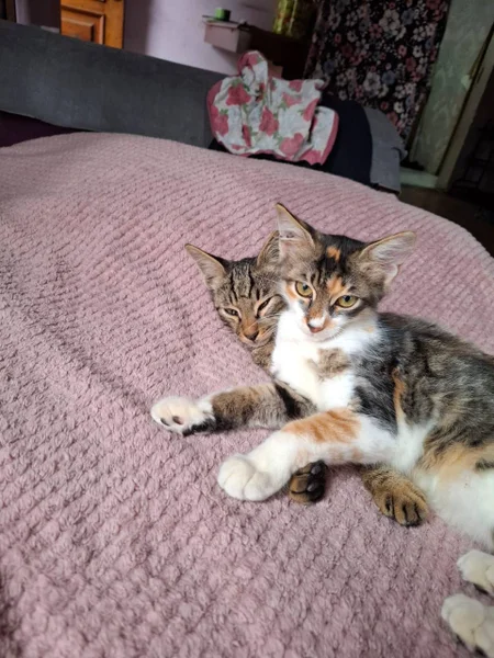 Котята в добрые руки — tabby, tiger cat