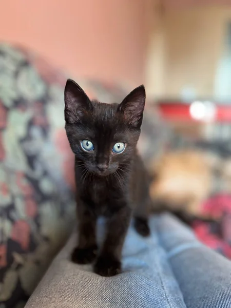 Котенок в добрые руки — Egyptian cat, Siamese cat