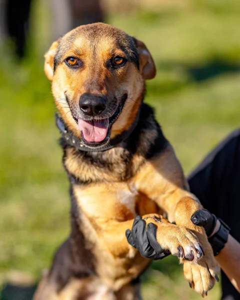 Собака Рекси в добрые руки — German shepherd
