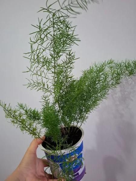 Хамедорея — pot