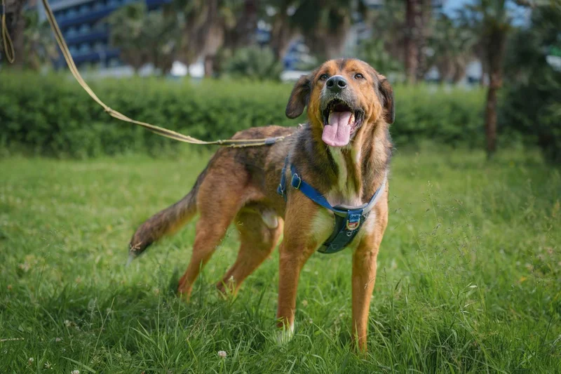 Собака Бобби в добрые руки — Border terrier