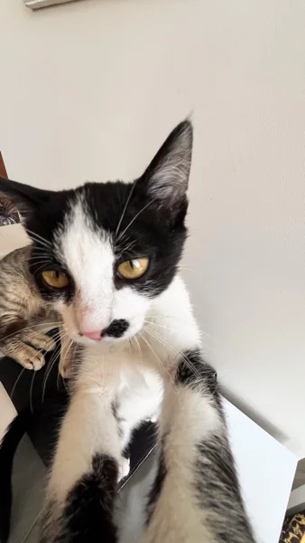 Котёнок — Egyptian cat