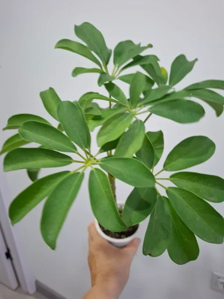 Шеффлера — pot, vase