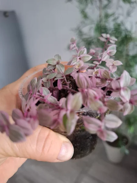 Каллизия розовая пантера — pot
