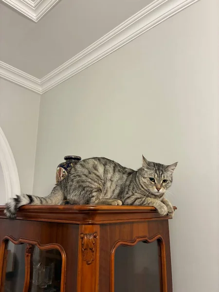 Кошка (донор) — Egyptian cat, tabby