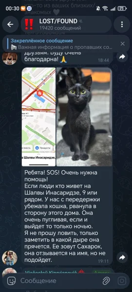 Кошка Сахарок — Siamese cat, Egyptian cat