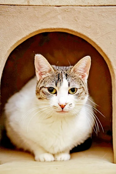 Кошка Орнелла — tiger cat, tabby