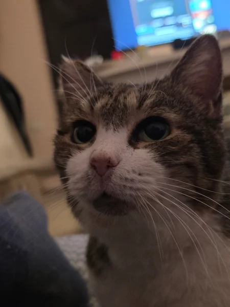 Кошка Шарлотта — Egyptian cat, tiger cat, tabby
