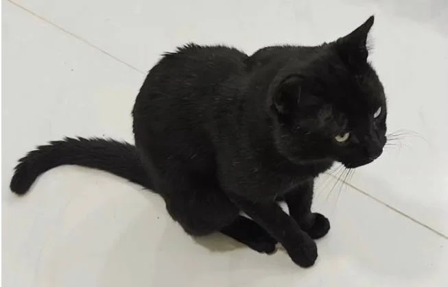 Кот — mink, Egyptian cat, schipperke