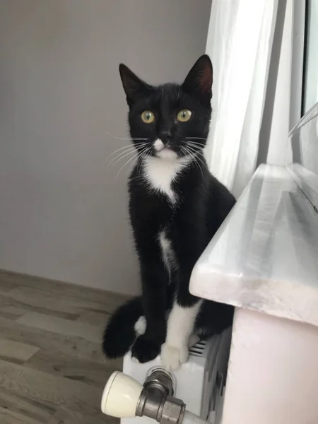 Кошечка, 6 месяцев — Egyptian cat