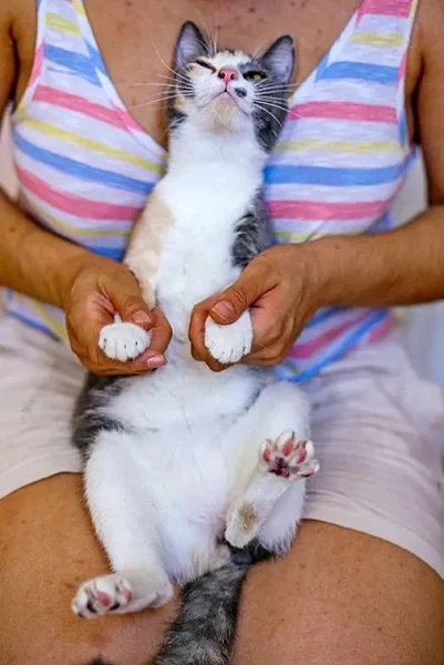 Кошка Чупа — skunk, Angora