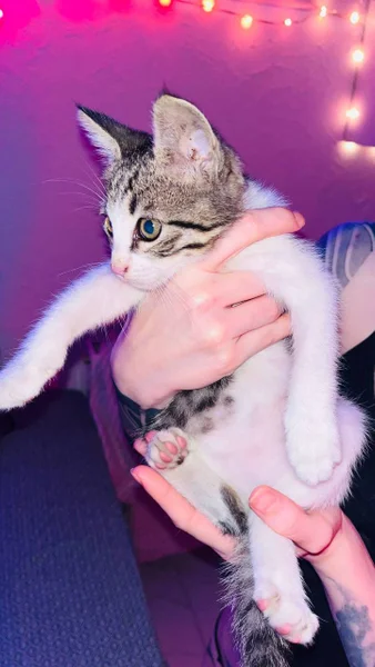 Котёнок мальчик, 1.5 месяца — Egyptian cat, tabby