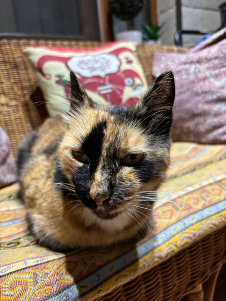 Кошка — Egyptian cat, tabby
