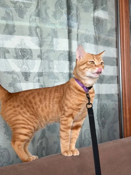 Котик Оскар, 1 год — tiger cat, Egyptian cat, tabby