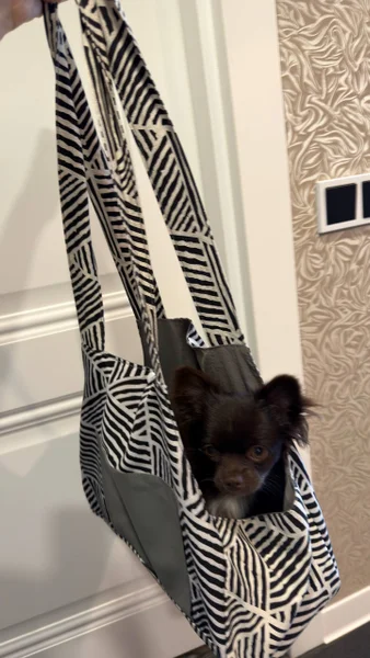 Сумочка для питомца — Chihuahua, papillon