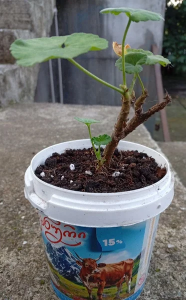 Пеларгония в ведёрке — pot