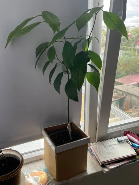 Домашнее растение Авокадо — pot