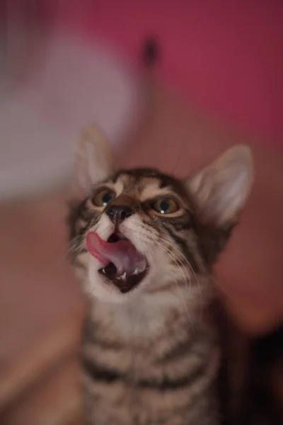 Котёнок Маршалл в добрые руки — Egyptian cat, tabby, lynx