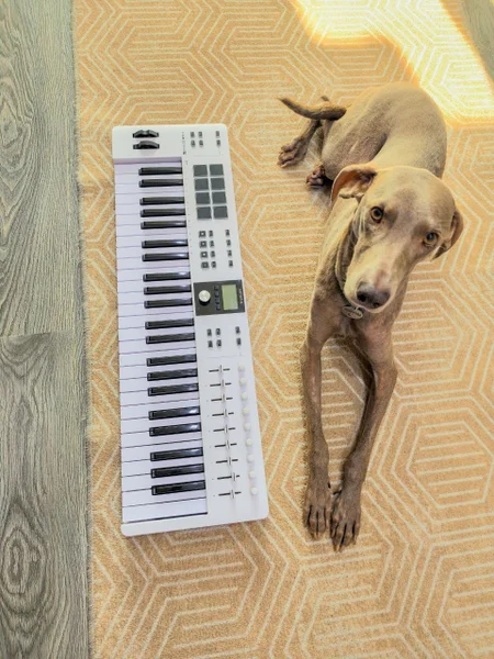 Миди клавиатура Arturia KeyLab Essential 49 MK3 — accordion, Italian greyhound