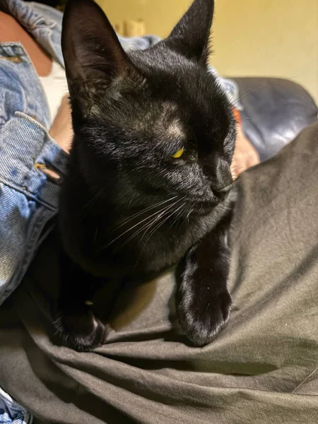 Кот домашний — Egyptian cat