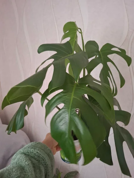 Монстера деликатесная — pot