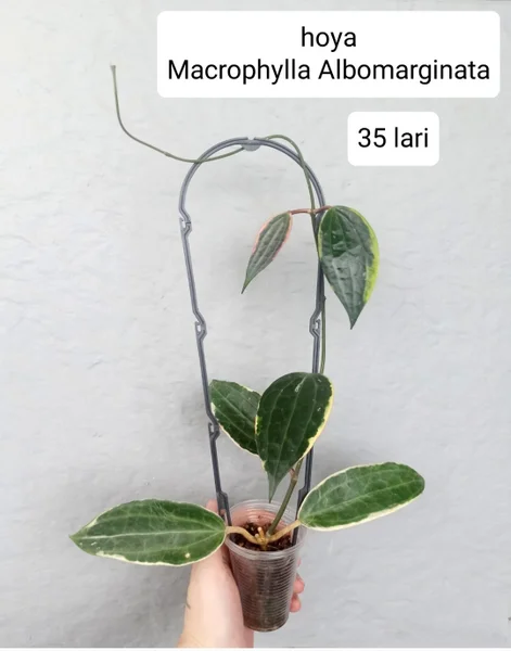 Hoya Macrophylla Albomarginata — pot, cucumber