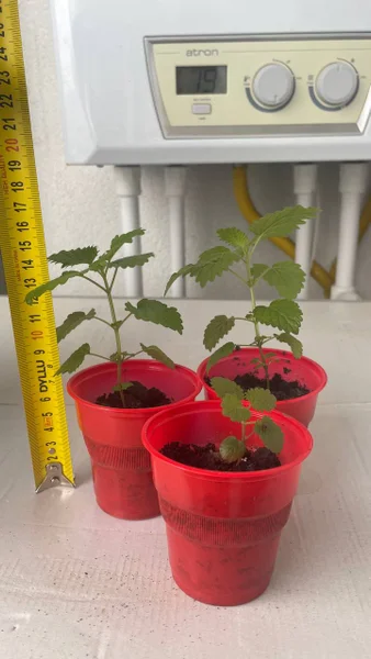 Растения Мелисса — pot
