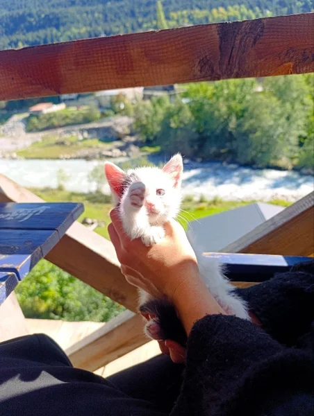 Щенок — Chihuahua