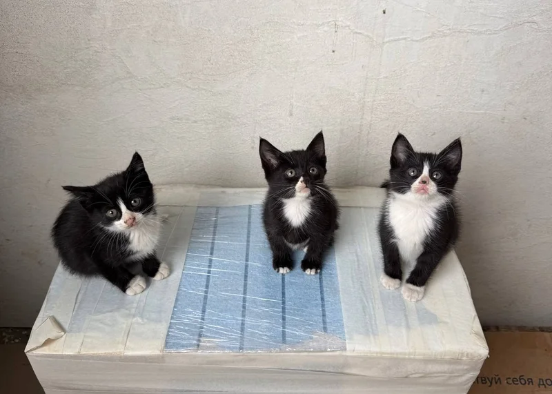 Котята в добрые руки — Border collie