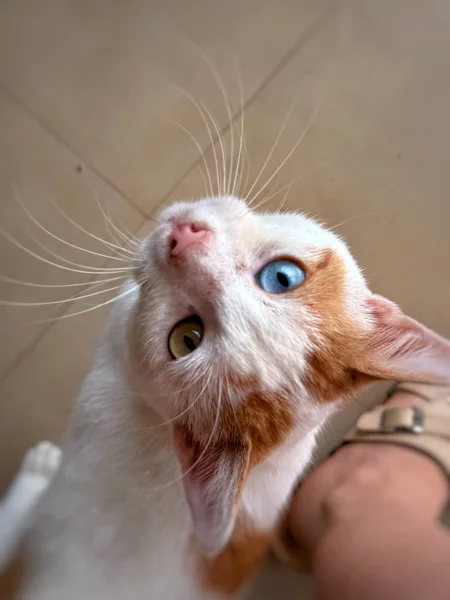 Молодой котик с разными глазами — Siamese cat, Ibizan hound, Egyptian cat