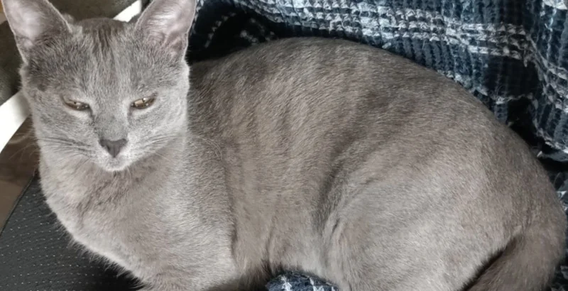 Русский голубой кот Грогу — cougar, lynx