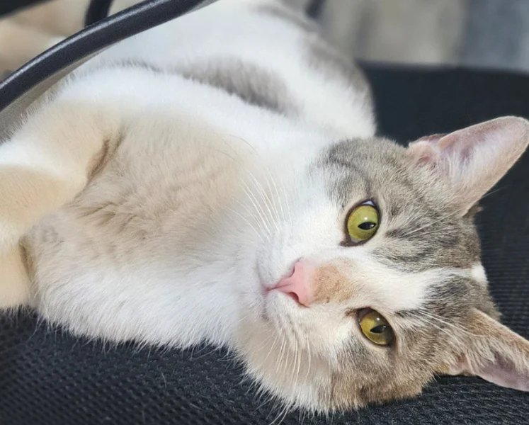 Котик Гудини — tabby, tiger cat, Egyptian cat