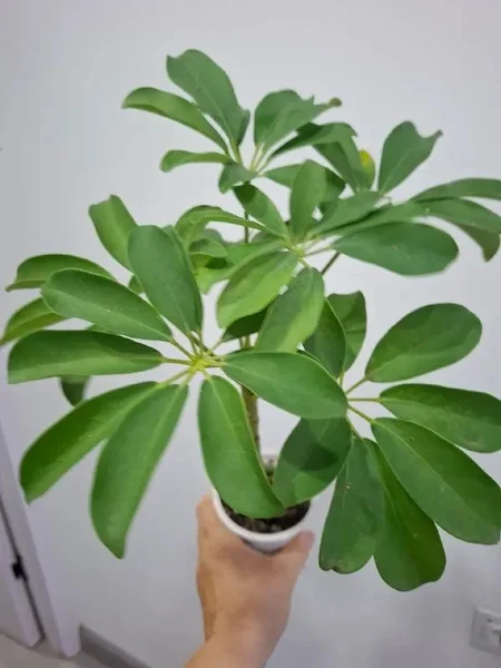 Аспарагус — pot, vase