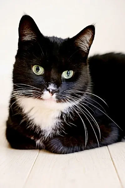 Кошка Юми — tabby, Egyptian cat