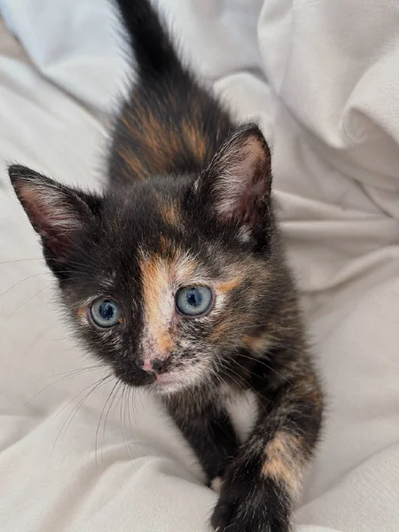 Котенок в добрые руки — Egyptian cat, tabby